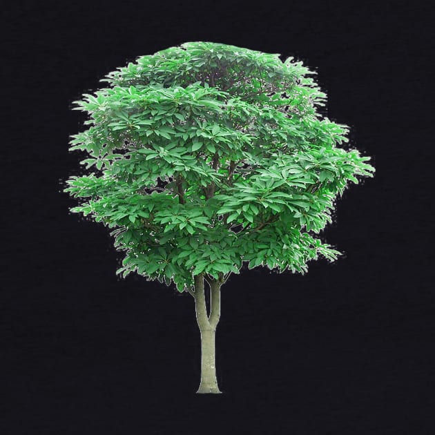 Green leafed tree, Tree Lindens by MADISON NICHOLAS